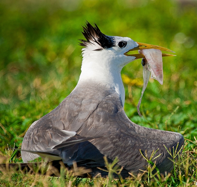 789 - CATCH OF THE DAY - MAXWELL MAUREEN - australia.jpg